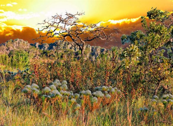 El Cerrado, la impresionante sabana brasileña que debes conocer antes de que desaparezca