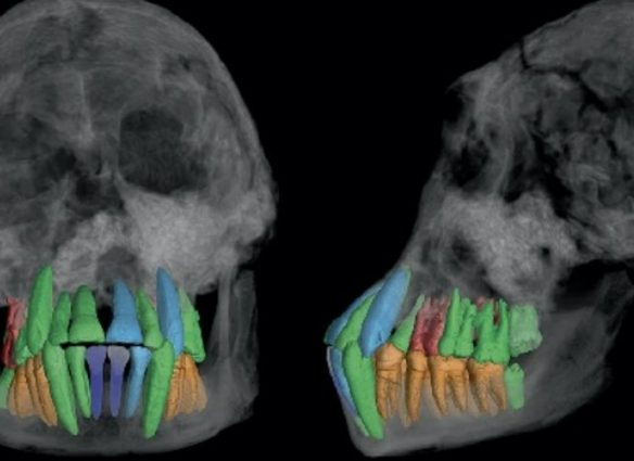 dientes fósiles