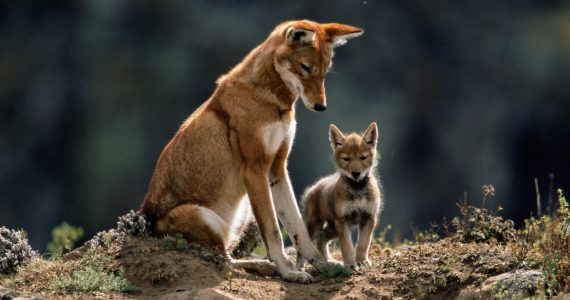 lobos etíopes