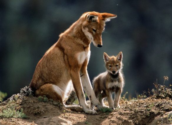 lobos etíopes