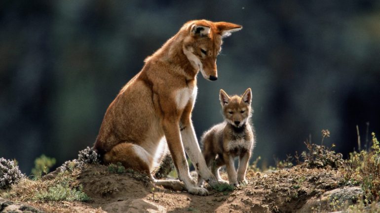 lobos etíopes