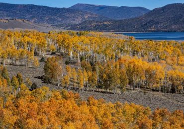 Pando, el ser vivo más grande y viejo del mundo