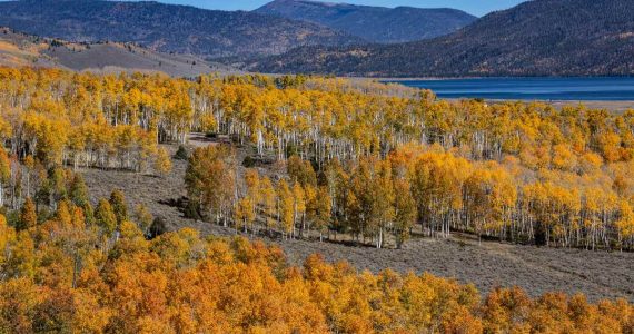 Pando, el ser vivo más grande y viejo del mundo