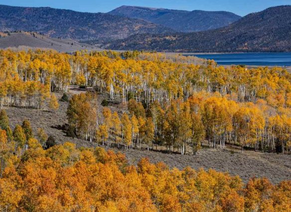 Pando, el ser vivo más grande y viejo del mundo