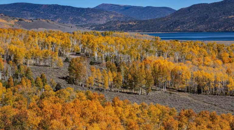 Pando, el ser vivo más grande y viejo del mundo