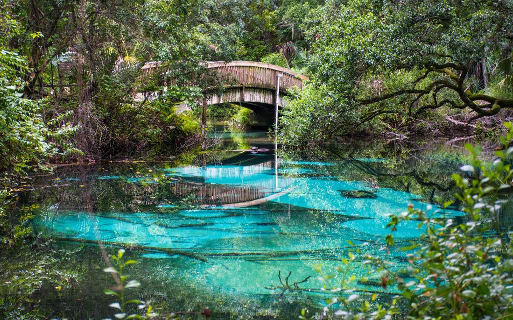 Bosque Nacional Ocala, el verdadero paraíso de Florida con 600 lagos y manantiales