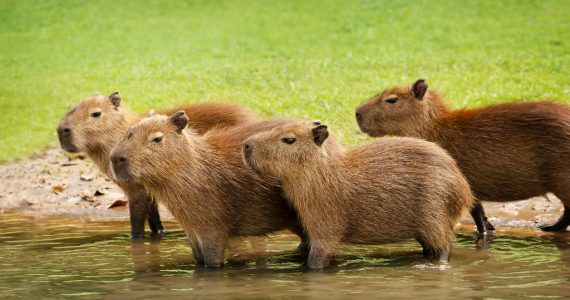 Parques y reservas donde puedes observar y convivir con capibaras