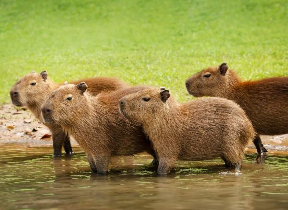 Parques y reservas donde puedes observar y convivir con capibaras