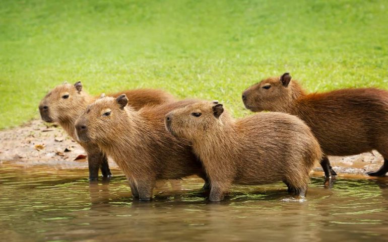 Parques y reservas donde puedes observar y convivir con capibaras