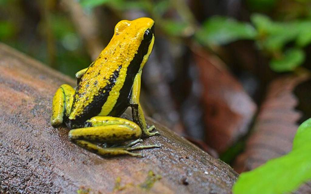 Los animales envían señales con sus colores desde hace millones de años