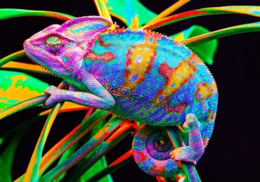 Desde hace 100 millones de años, los animales usan sus colores como una forma de comunicación