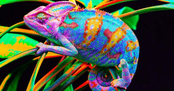 Desde hace 100 millones de años, los animales usan sus colores como una forma de comunicación