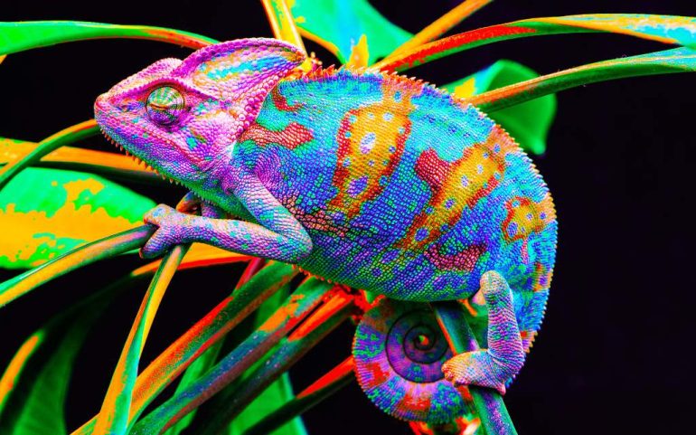 Desde hace 100 millones de años, los animales usan sus colores como una forma de comunicación