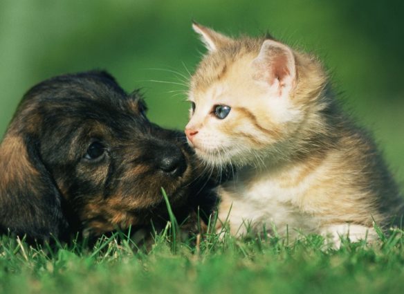 Así afecta la pirotecnia a tus perros y gatos