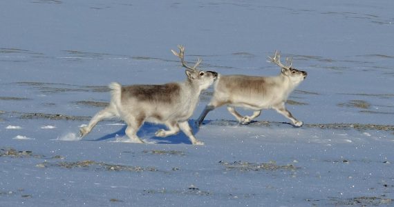 renos de Svalbard