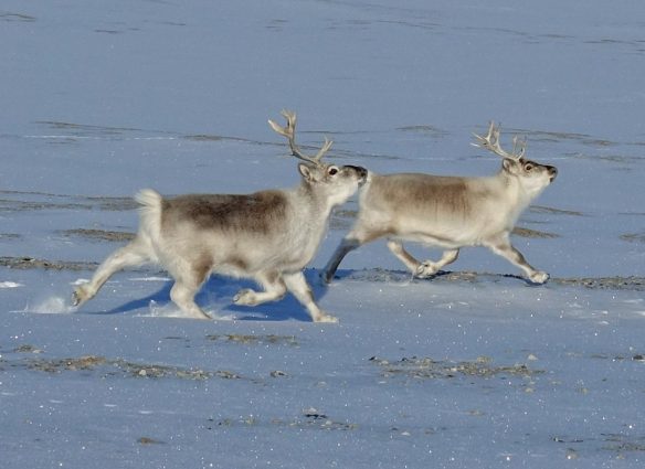 renos de Svalbard