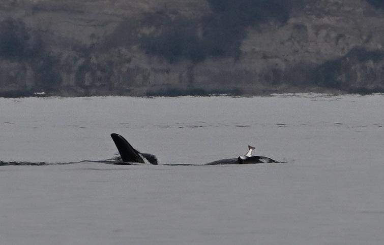 Por qué las orcas están usando salmones muertos como sombrero