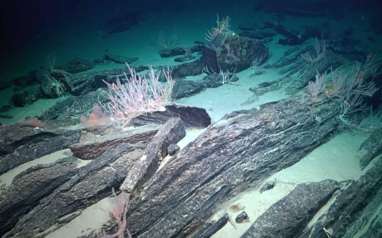 Científicos desentrañan lo que hay en las profundidades del mar en Chile