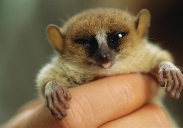 cuando-empezo-la-proteccion-de-los-animales-y-que-hacer-para-protegerlos