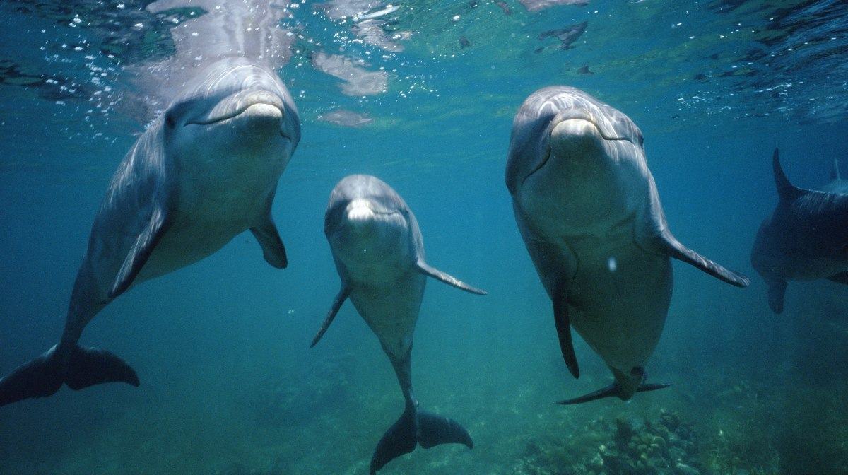 Detectan fentanilo y múltiples drogas en delfines del Golfo de México