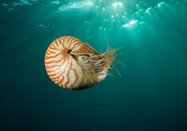 nautilus