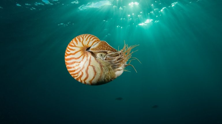 nautilus