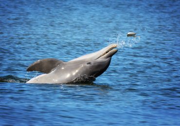 Detectan fentanilo y múltiples drogas en delfines del Golfo de México