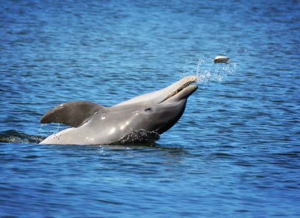 Detectan fentanilo y múltiples drogas en delfines del Golfo de México