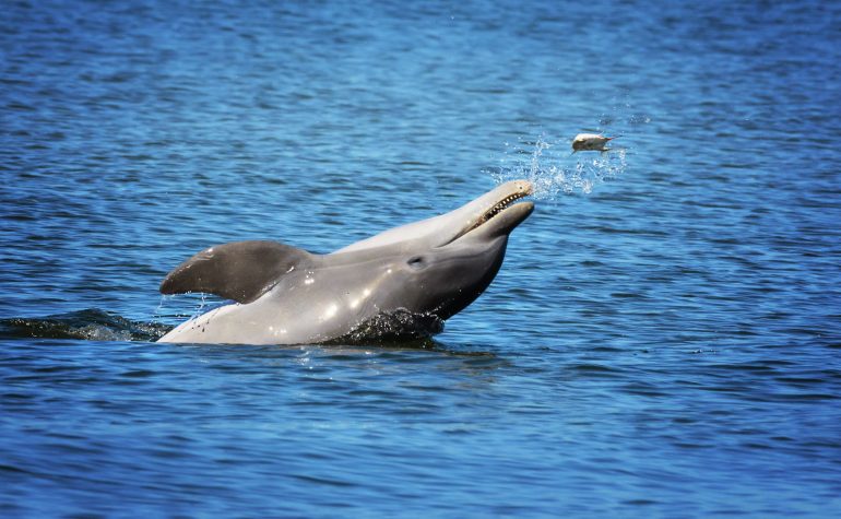 Detectan fentanilo y múltiples drogas en delfines del Golfo de México