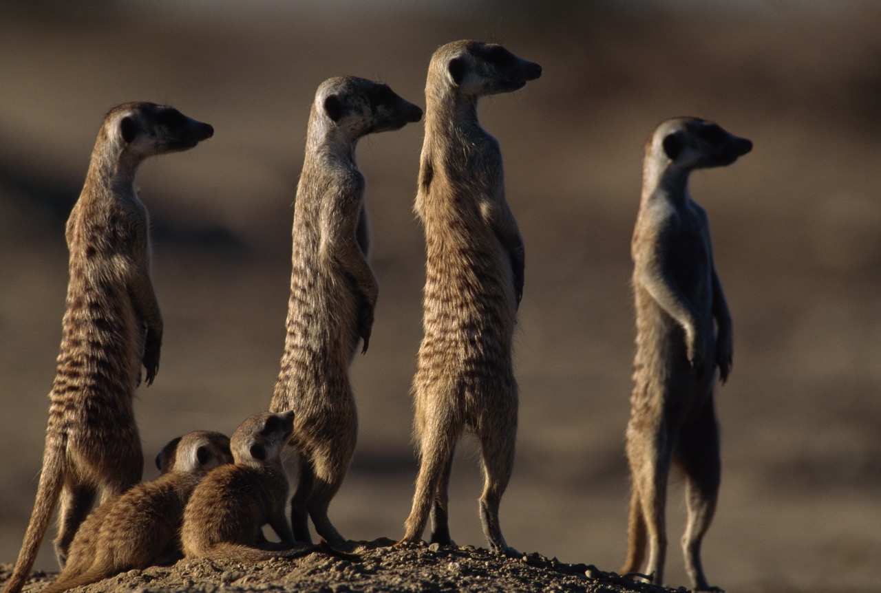 dia internacional de los derechos de los animales