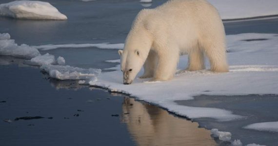 El primer día sin hielo en el Ártico podría ocurrir en menos de tres años