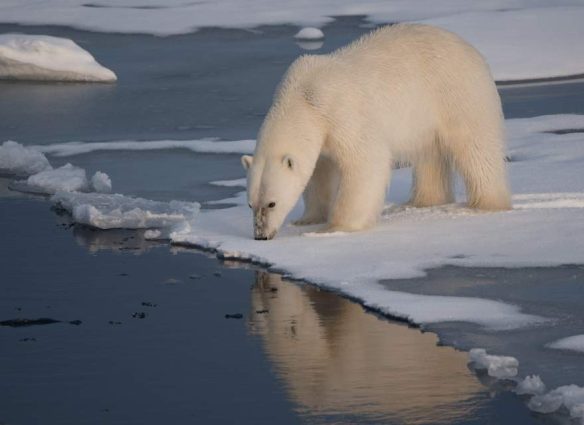 El primer día sin hielo en el Ártico podría ocurrir en menos de tres años