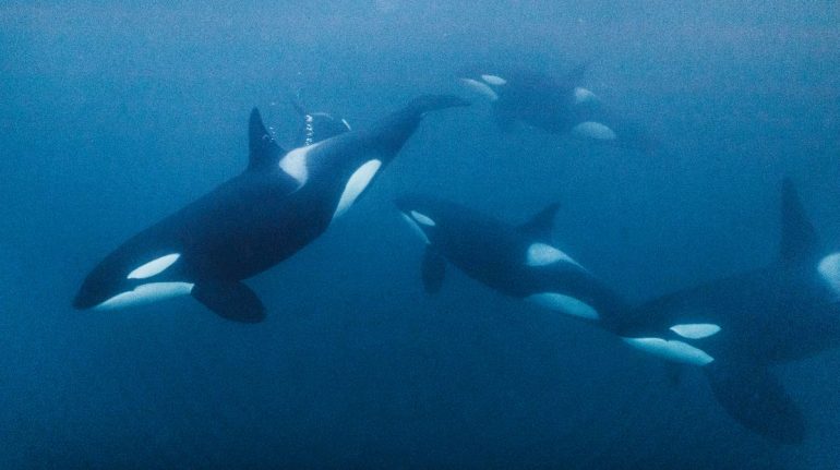 orcas pez más grande del mundo