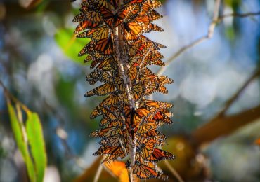 mariposa monarca especie amenazada