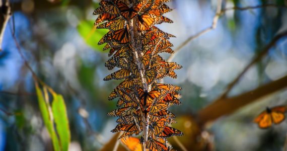 mariposa monarca especie amenazada