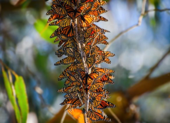 mariposa monarca especie amenazada