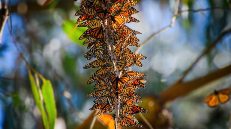 mariposa monarca especie amenazada