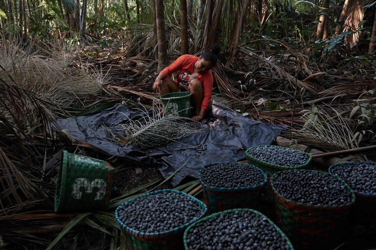 The Food Paradox - Açaí Monoculture