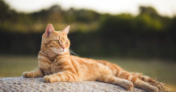 gatos naranjas