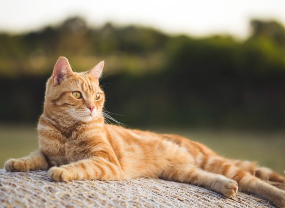 gatos naranjas