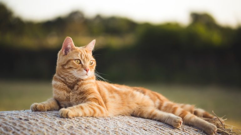 gatos naranjas