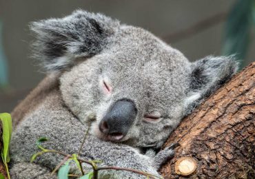 los animales que más duermen