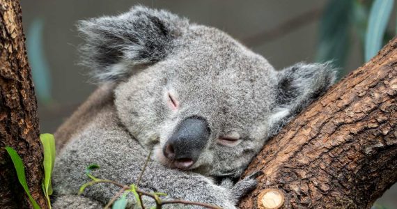 los animales que más duermen