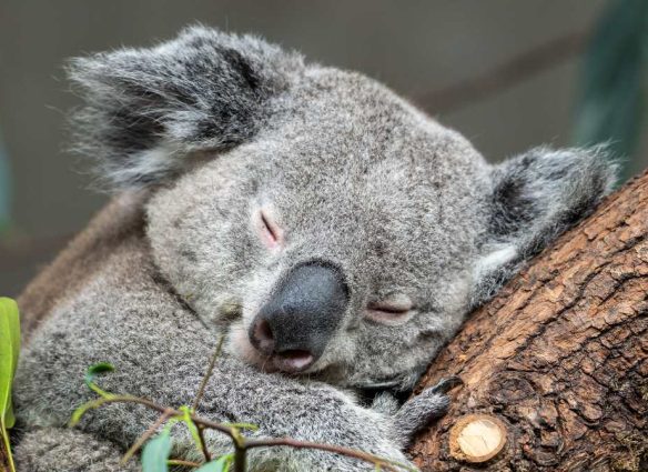 los animales que más duermen