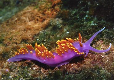 nudibranquios-las-joyas-mas-brillantes-del-mar-son-moluscos