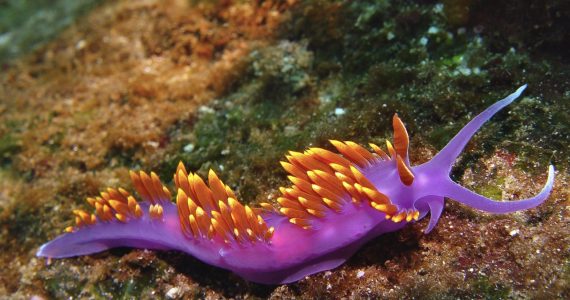 nudibranquios-las-joyas-mas-brillantes-del-mar-son-moluscos