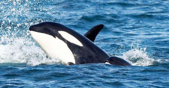 Las orcas sorprenden al colocar salmones muertos sobre sus cabezas, como si fueran sombreros.