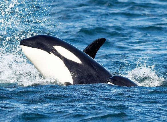 Las orcas sorprenden al colocar salmones muertos sobre sus cabezas, como si fueran sombreros.