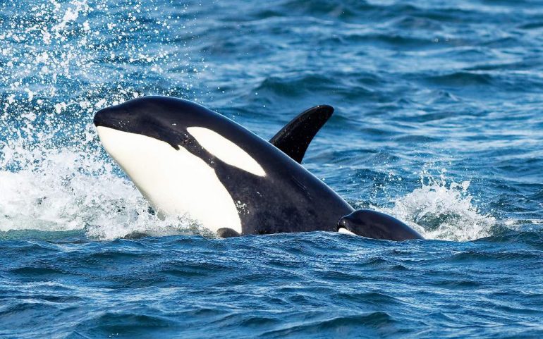 Las orcas sorprenden al colocar salmones muertos sobre sus cabezas, como si fueran sombreros.