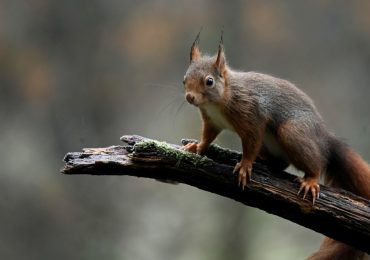 comportamientos carnívoros en ardillas